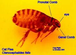 Ctenocephalides felis (Bouche 1835) resmi