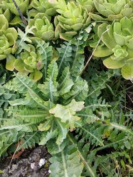 Image of Sonchus ustulatus subsp. ustulatus