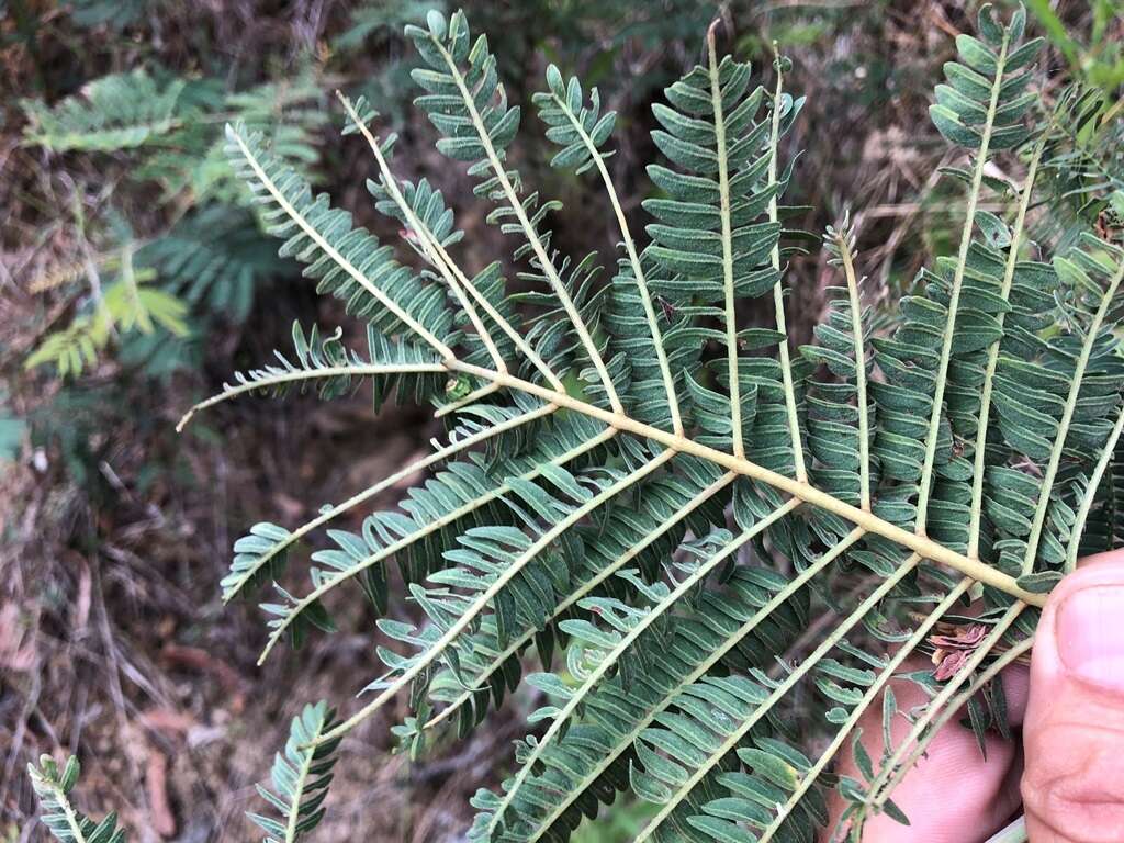 Sivun Acacia glaucocarpa Maiden & Blakely kuva