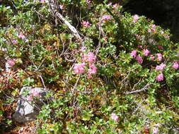 Image of Hairy Alpenrose
