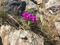 Image of Primula hirsuta All.