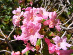 Image of Hairy Alpenrose