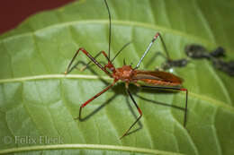 Image of Ricolla quadrispinosa (Linnaeus 1767)