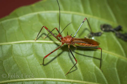 Plancia ëd Ricolla quadrispinosa (Linnaeus 1767)