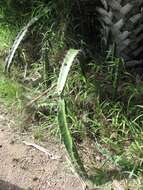 Image of Barbed-wire cactus