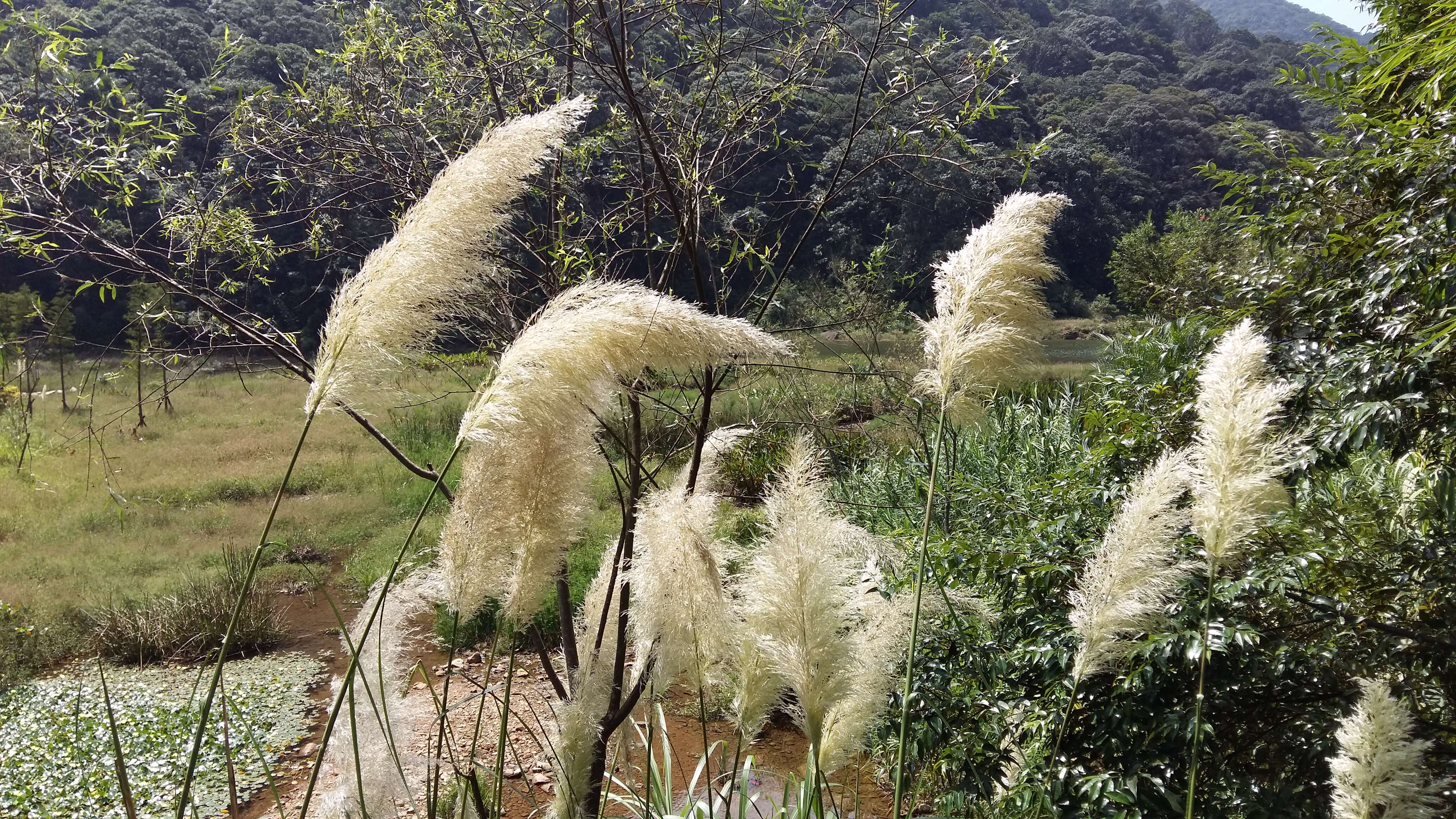 Image of common reed