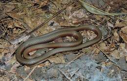 Image of Collared Whip Snake