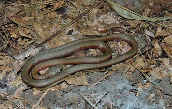 Image of Collared Whip Snake