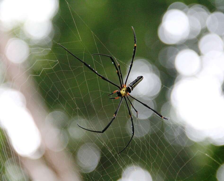 Image of Nephila pilipes (Fabricius 1793)