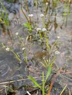 Image of Gulf Pipewort