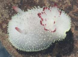 Image of Acanthodoris nanaimoensis O'Donoghue 1921