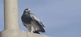 Image of Black-chested Buzzard-Eagle