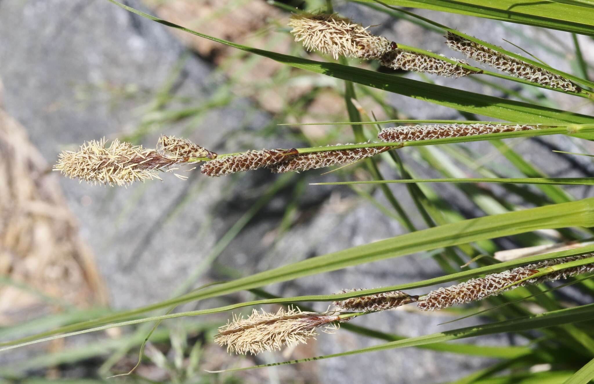 Image of Congdon's sedge