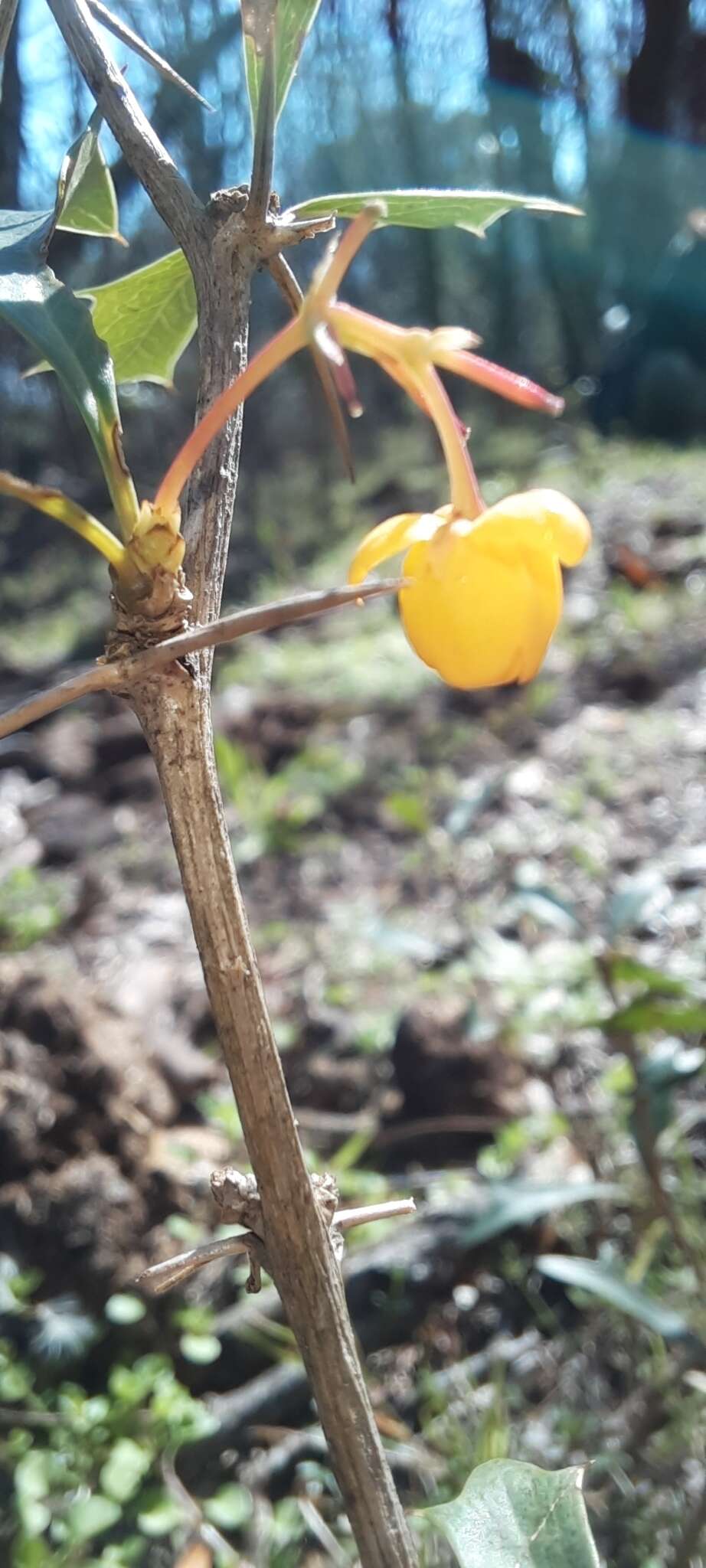 Plancia ëd Berberis ruscifolia Lam.