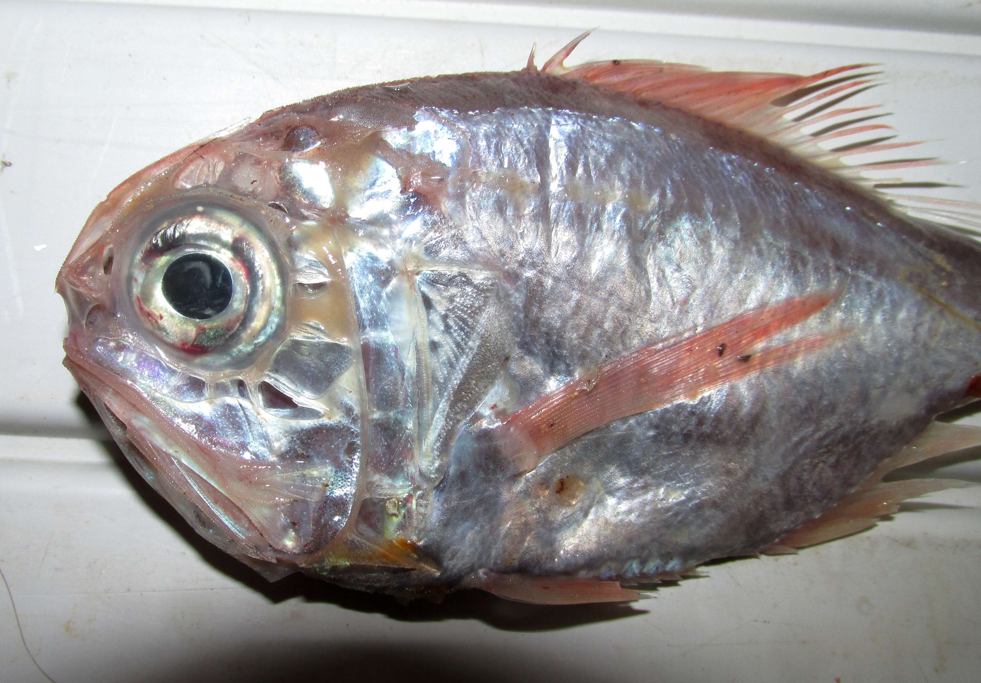 Image of Hoplostethus mediterraneus trunovi