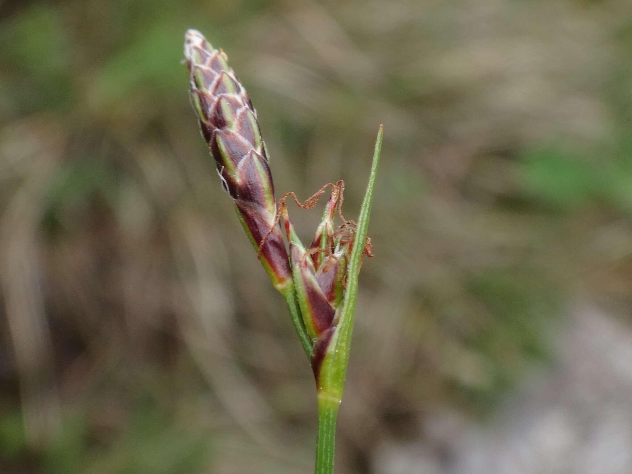 Image of Carex mucronata All.