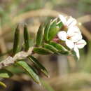 Image of Pimelea nitens subsp. nitens
