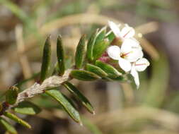 Image of Pimelea nitens subsp. nitens