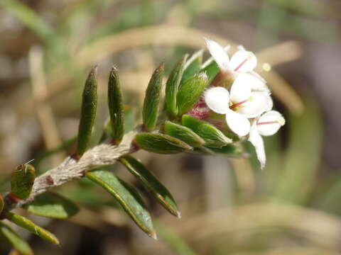 Image of Pimelea nitens C. J. Burrows & Courtney