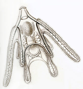 Image of <i>Ophiura albida</i> Forbes 1839