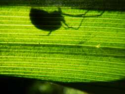 صورة Veratrum californicum Durand