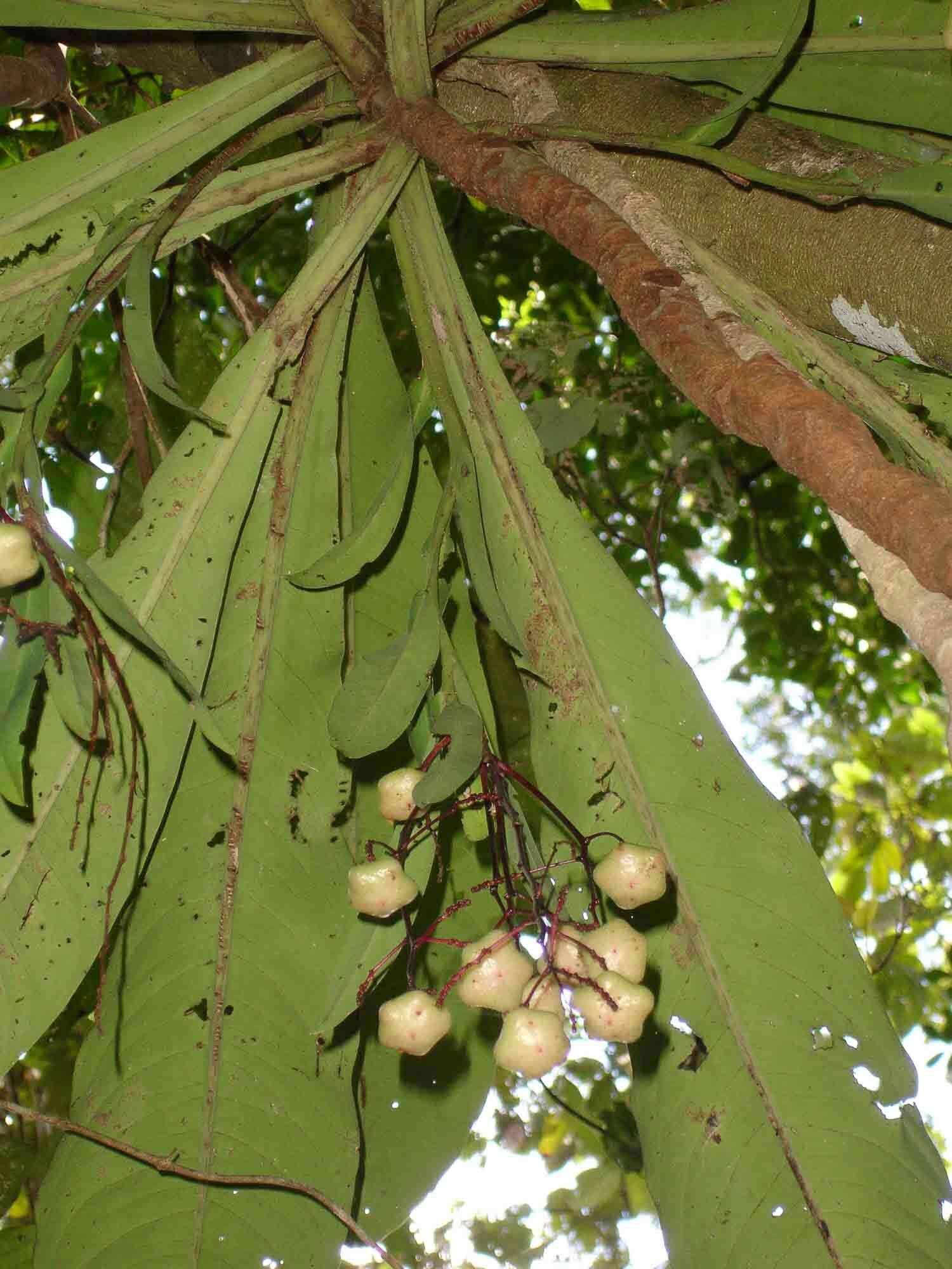 Image of Tapeinosperma gracile Mez