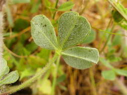 Image of southern clover