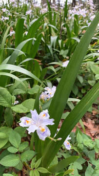 Sivun Iris japonica Thunb. kuva