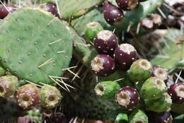 Image of Opuntia dillenii