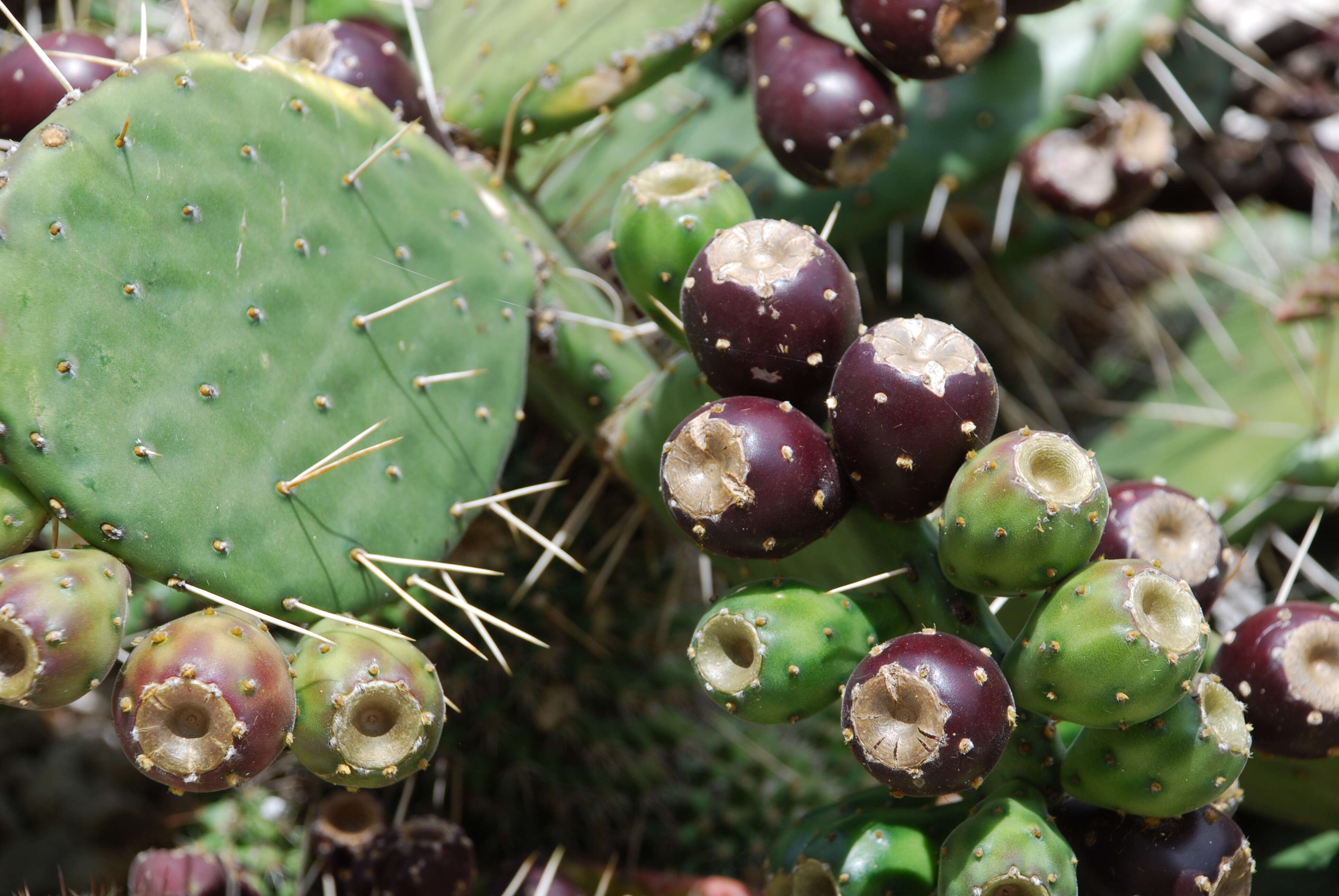 Image of Opuntia dillenii