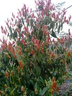 Image of indian bark