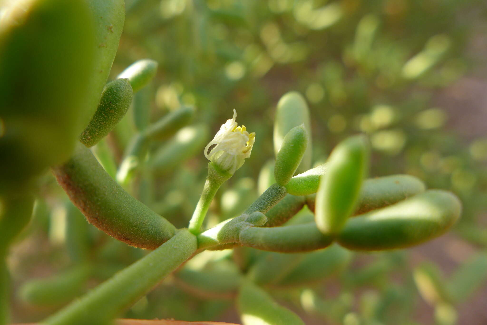 Image of Tetraena coccinea (L.) Beier & Thulin