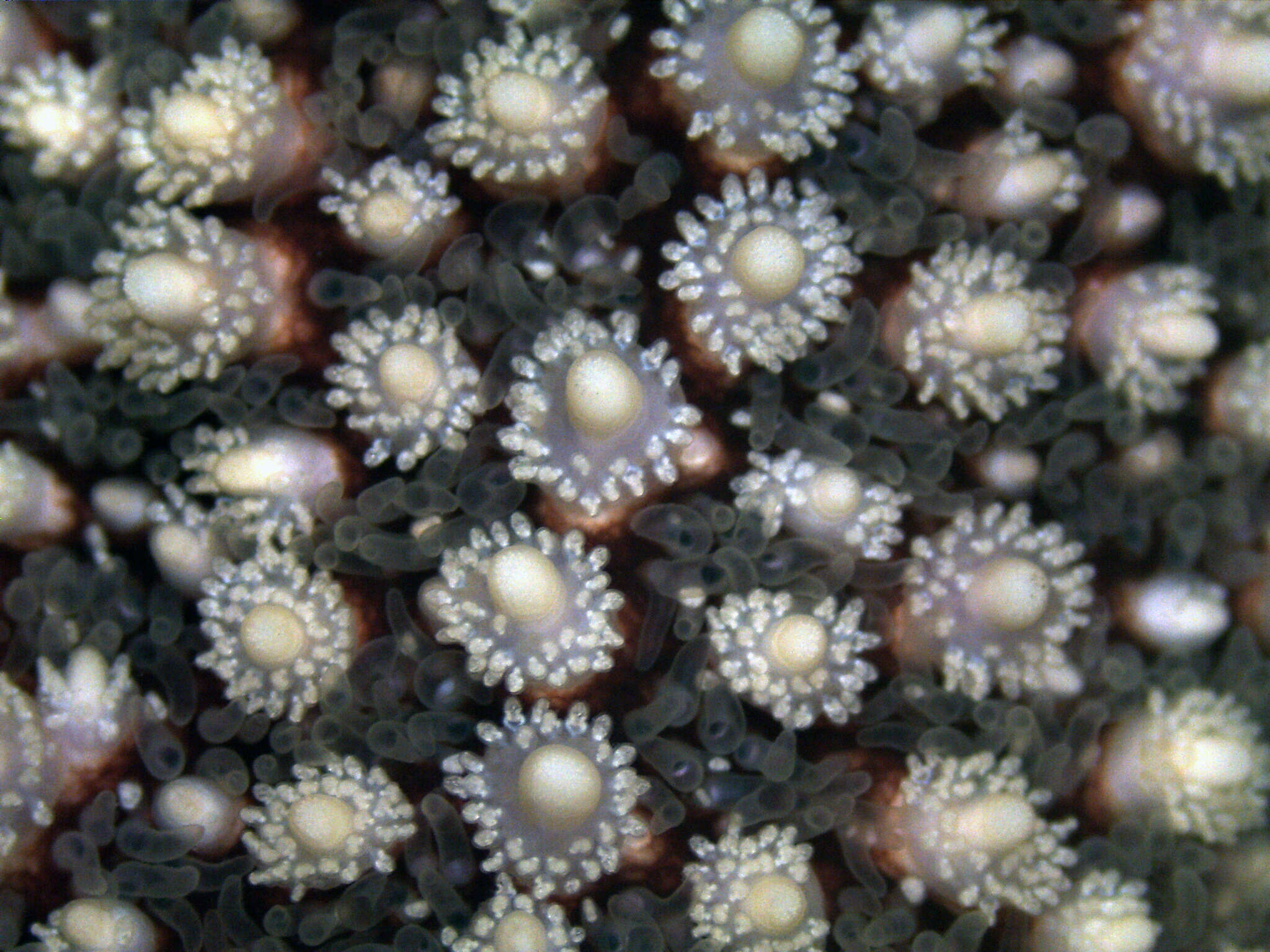 Image of Forbes sea star