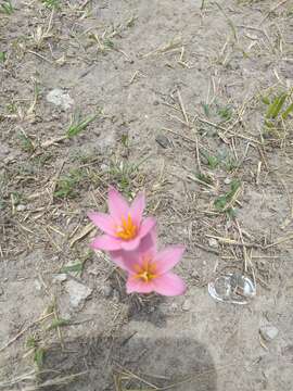 Imagem de Zephyranthes fosteri Traub