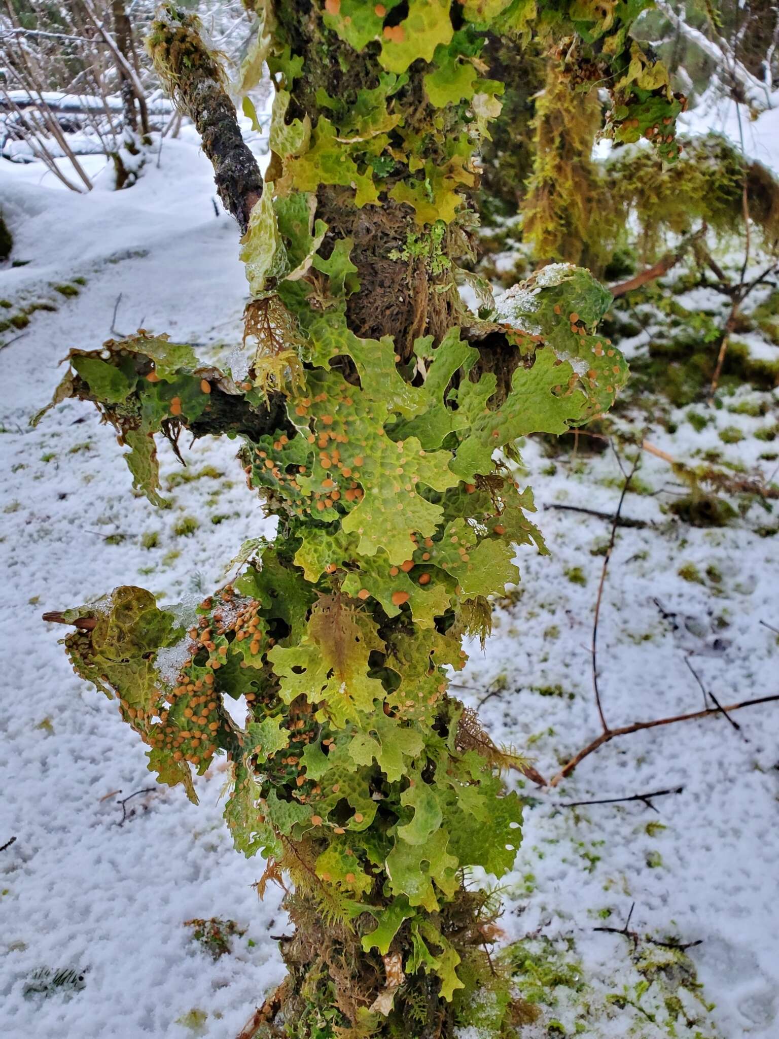 Image of lung lichen