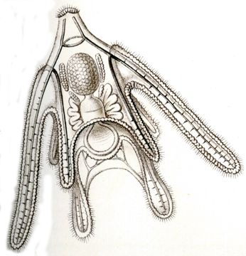 Image of little serpent-star