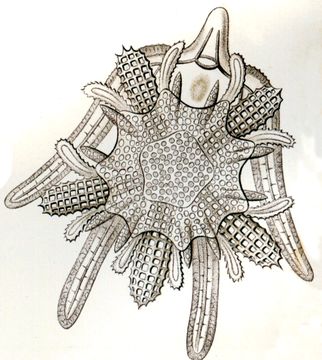 Image of little serpent-star