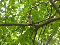 Image of Spotted Owlet