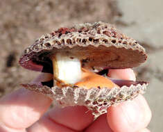 Image of austral scallop