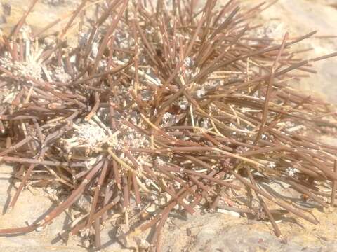 Image of Ephedra monosperma J. G. Gmel. ex C. A. Mey.