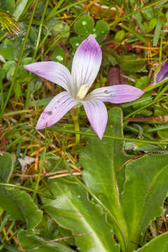 Image of Romulea ligustica Parl.