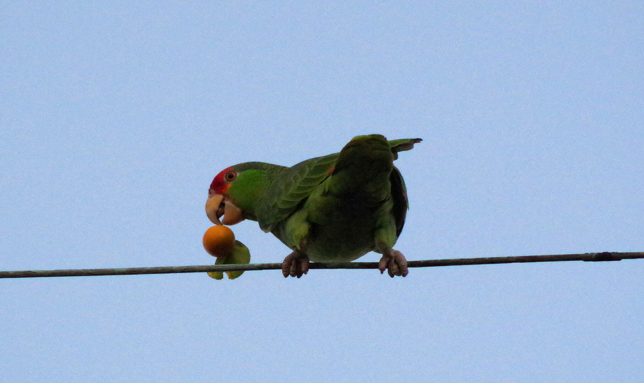 Imagem de Amazona viridigenalis (Cassin 1853)