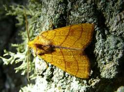 Image of bordered sallow