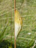 Image of six-spot burnet