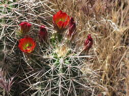 Image de Echinocereus coccineus subsp. coccineus