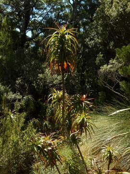 Imagem de Dracophyllum menziesii Hook. fil.