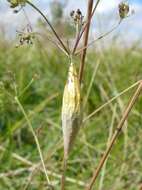 Image of six-spot burnet