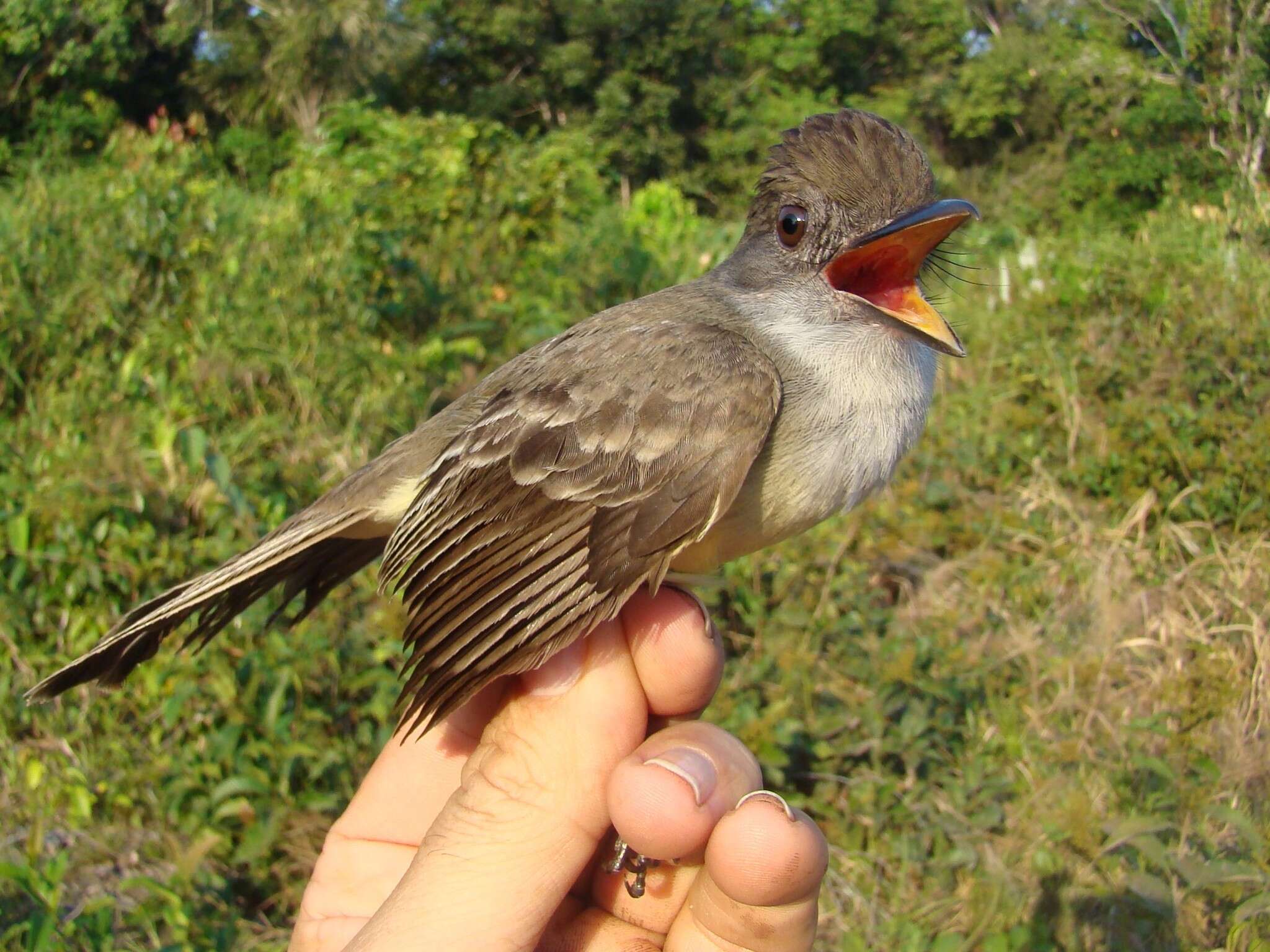 Image of Short-crested Flycatcher