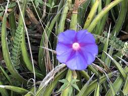 Image of silky morning-glory