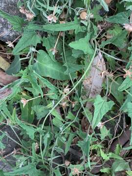 Image de Convolvulus erubescens Sims